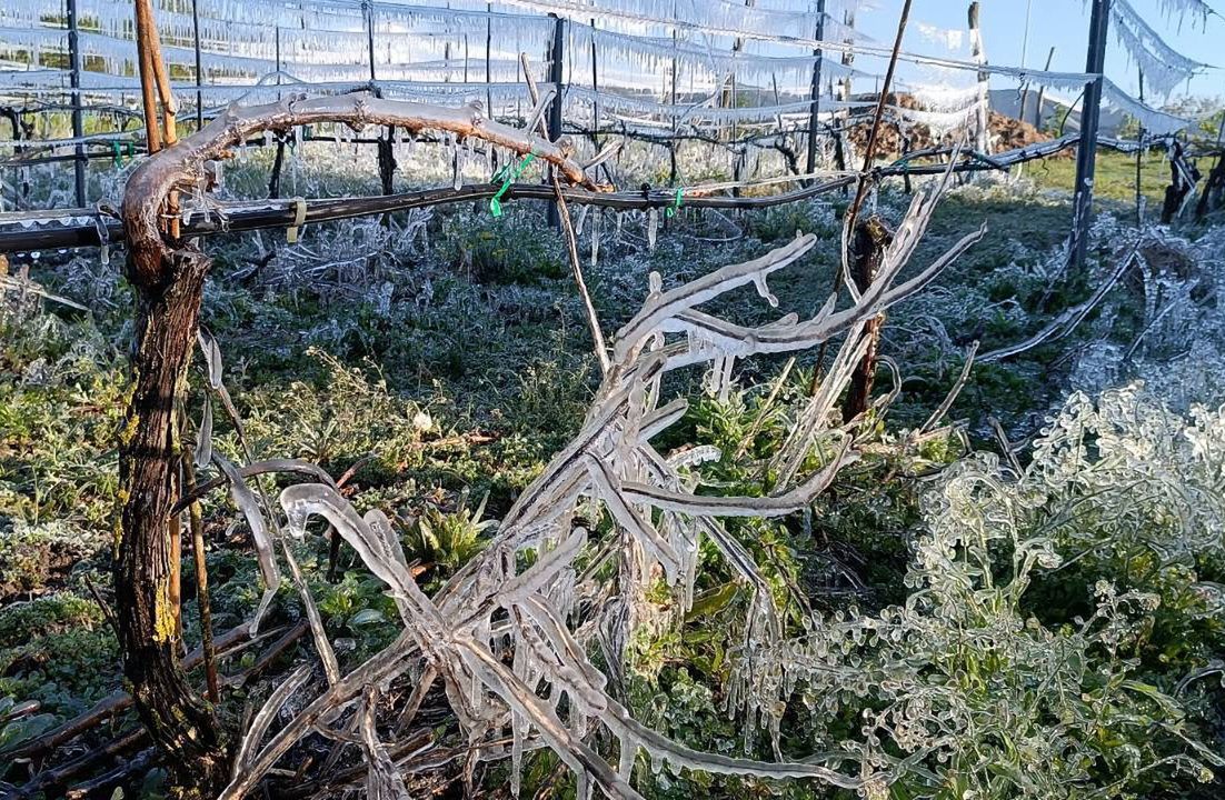 Przymrozki w Polsce. Winnica z Gorzowa Wlk. po przejściu ujemnych temperatur. Lodowa skorupa po zraszaniu roślin ma chronić je przed przemrożeniem