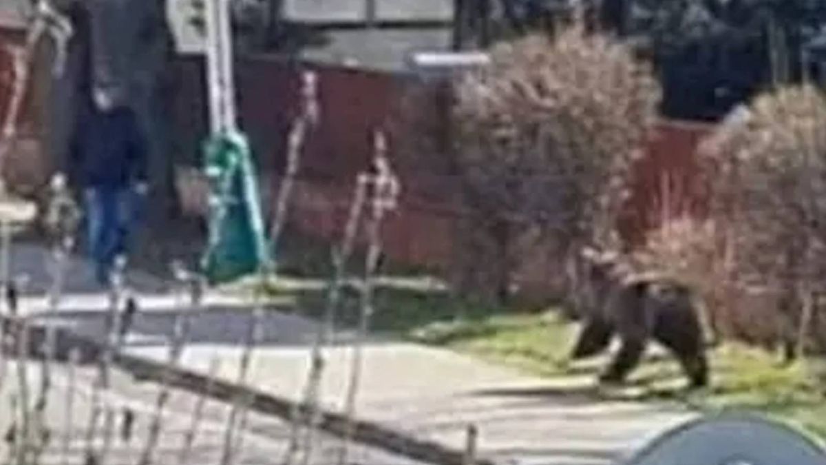 Niedźwiedź zaatakował ludzi w Liptowskim Mikulaszu na Słowacji