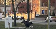 Spacerem przez miasto – dwa łosie zawitały do centrum Bydgoszczy