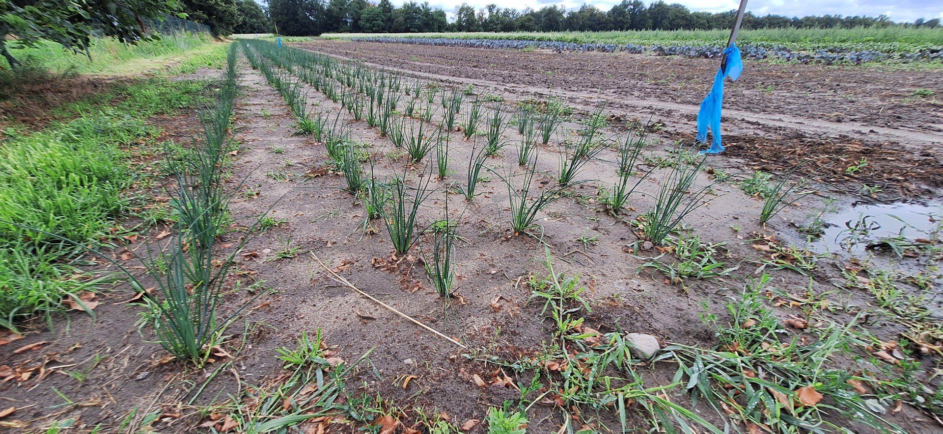 Miejska farma we Wrocławiu na Swojczycach powiększy się