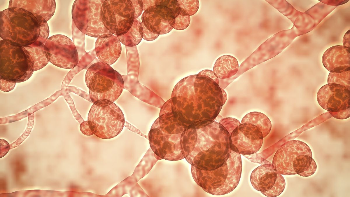 "Supergrzyb" atakuje w USA 