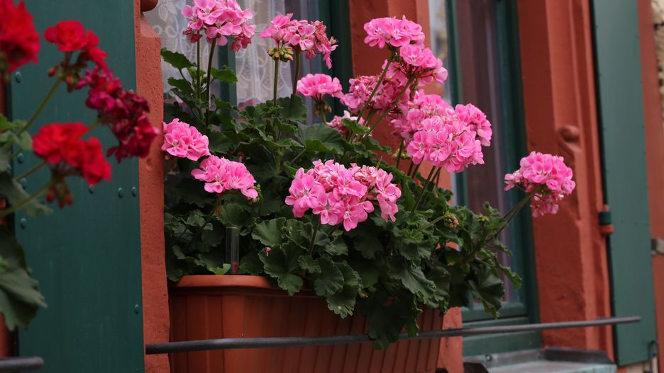 Jak przygotować pelargonie na zimię?
