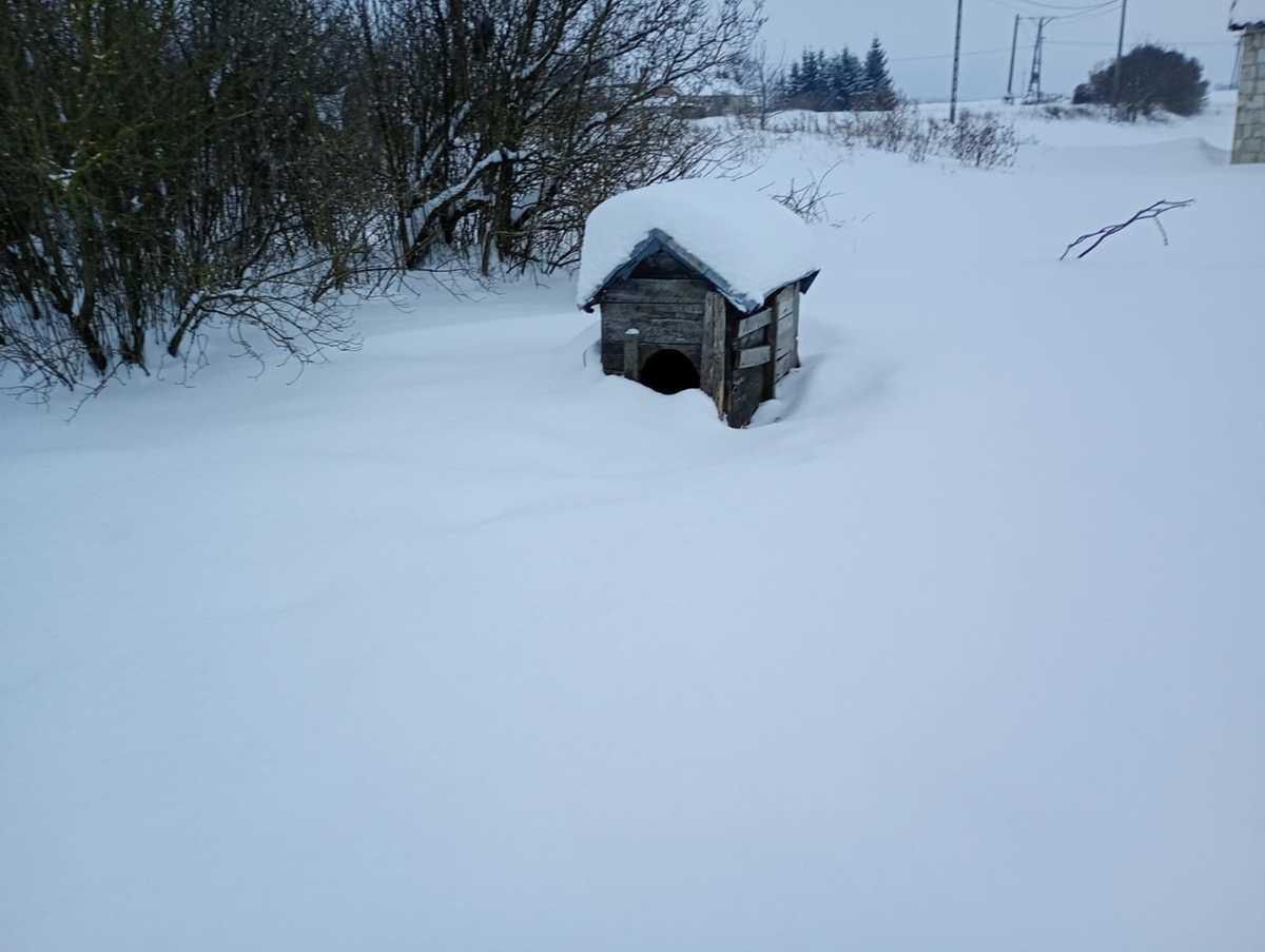 Zimowy dramat w Dołhobyczowie. Pies, pięć kotów i kury porzucone na mrozie – właściciel usłyszy zarzuty