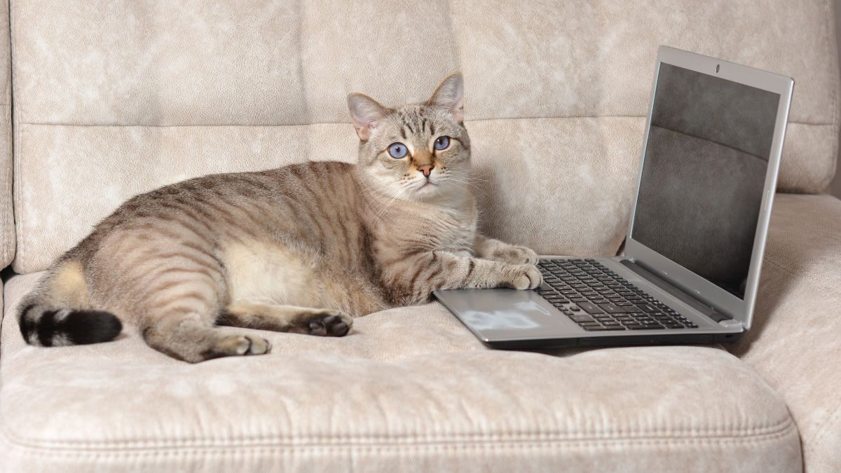 Kot stał się autorem badan naukowych.