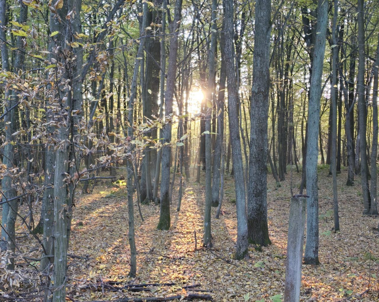 Wyryki: Brał udział w polowaniu i nie wrócił. Poszukiwania 53-latka