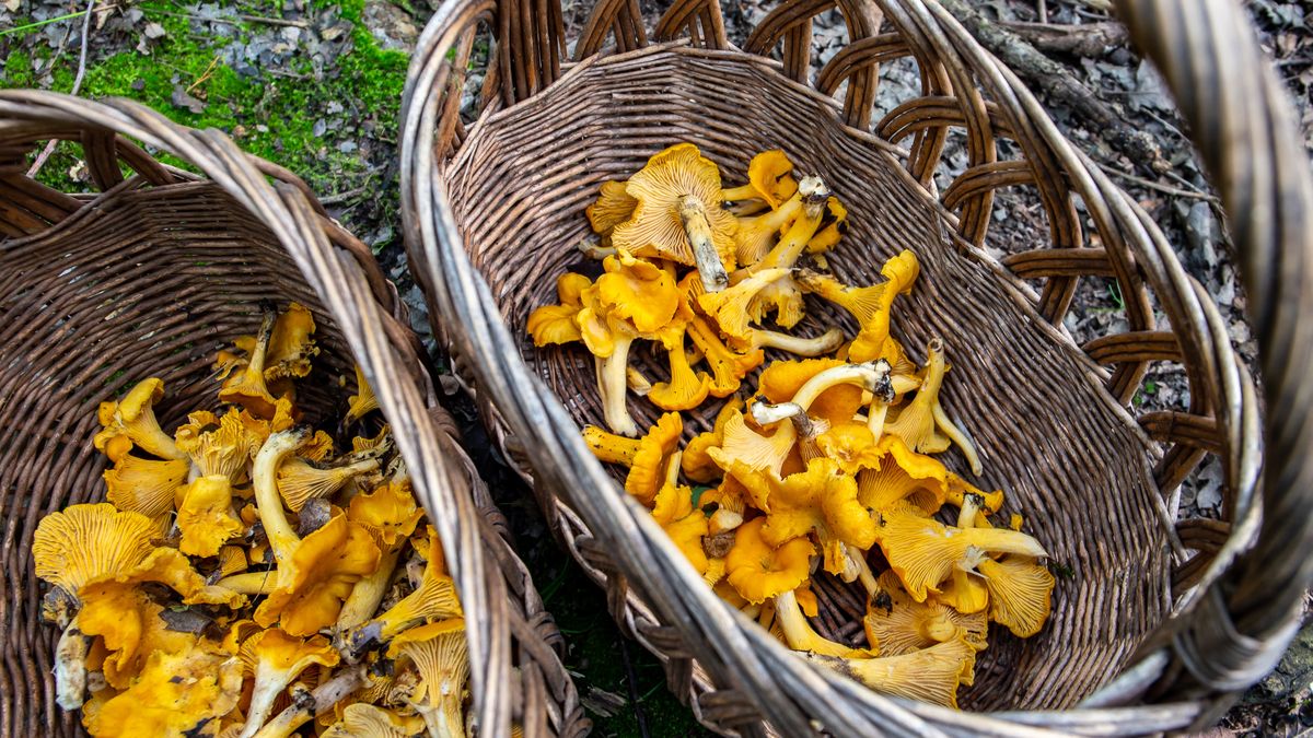 Ruszył sezon na zbiór runa leśnego