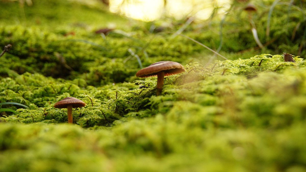 Czy gąski zielone są bezpieczne? Wielu leśników ma wątpliwości 
