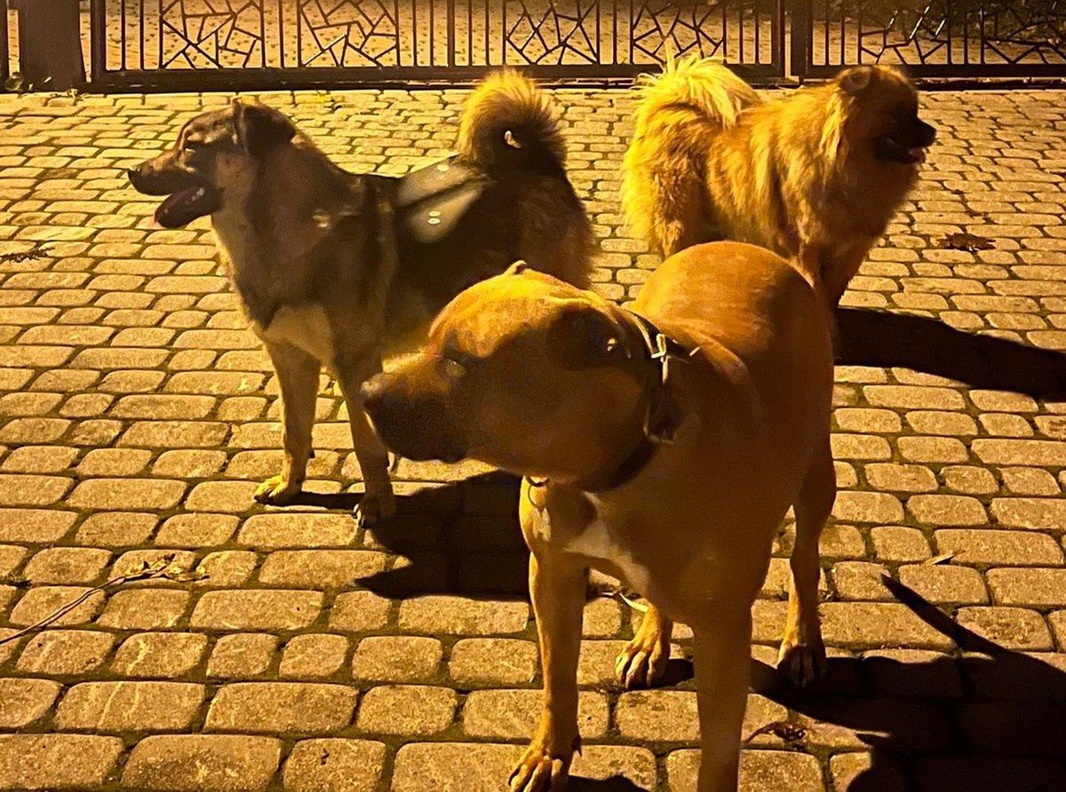 Rdzawka: Po wsi biegały agresywne psy. Interweniowała policja