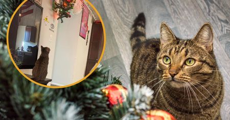 Myślał, że choinka jest kotoodporna. Pupil udowodnił, że mocno się pomylił