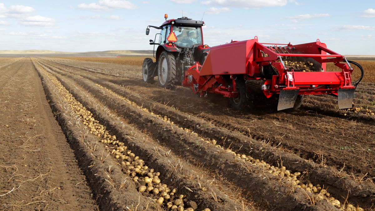 Mechanical harvesting of potatoes on the field. Careful laying of root crops. Organic potato
potato, organics, tractor, mechanics, root crop, earth, clouds, stacking, vegetable, organic, plan, field, autumn, day, harvest, farm, village, business, details, sowing, culture, food, raw, fresh new, tasty, work, village, farm, row, summer, nature, sky, equipment, grass, sprout, combine, enrichment, device, method, area, ha, machine, load, innovation, screening, option, original, new, complex, potato, organics, harvest, harvester, tractor, root crop, clouds, stacking, vegetable, organic, plan, field, autumn, day, farm, village, business, details, sowing, culture, food, raw, fresh new, tasty, work, row, summer, nature, sky, equipment, grass, sprout, combine, enrichment, device, method, area, ha, machine, load, innovation, screening, option, original, new, complex