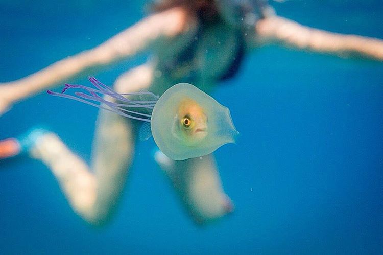 Tim Samuel ujął na zdjęciu rybkę uwięzioną w meduzie