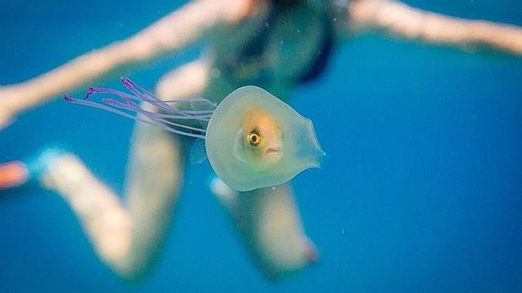 Tim Samuel ujął na zdjęciu rybkę uwięzioną w meduzie 1