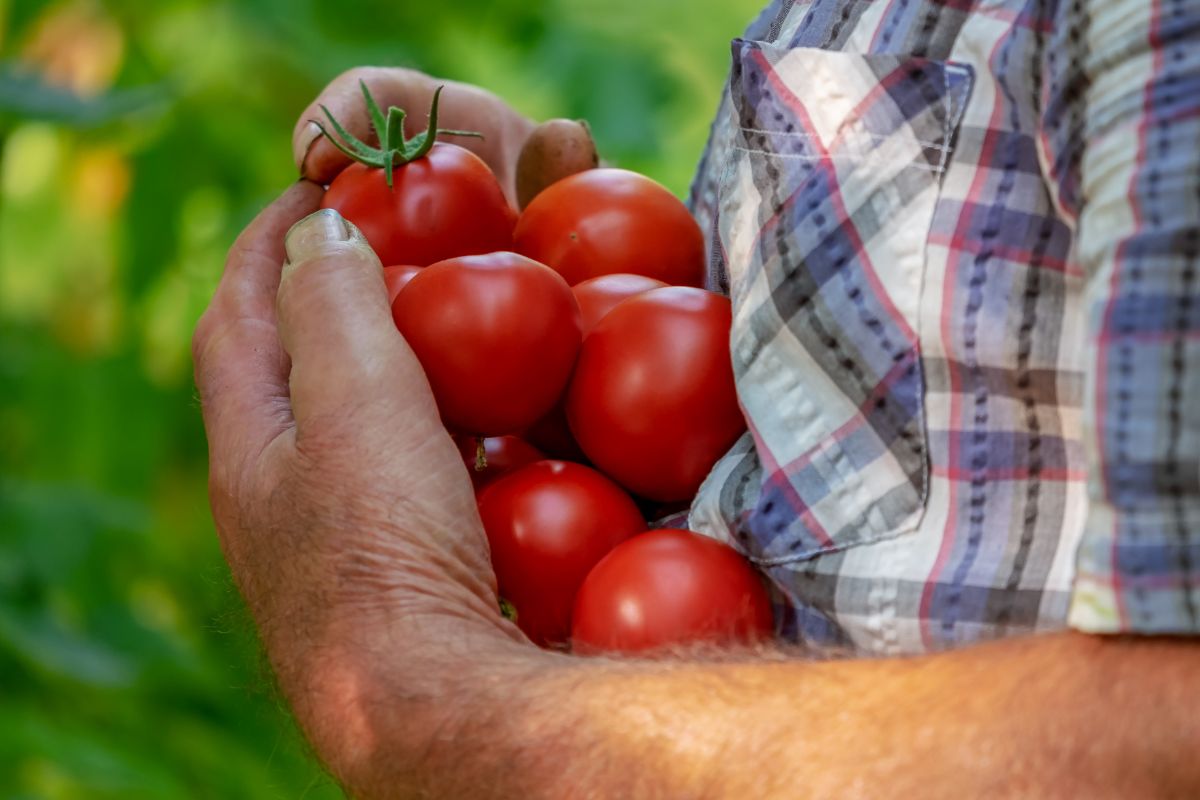 Tomatoes - Deliciousness