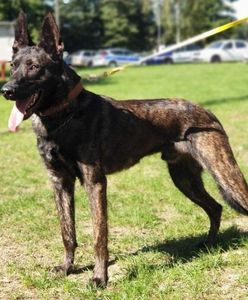 Warszawa ma nowe psy do zadań specjalnych. "Wyszkolone do przeszukania, pościgu i zasadzki"