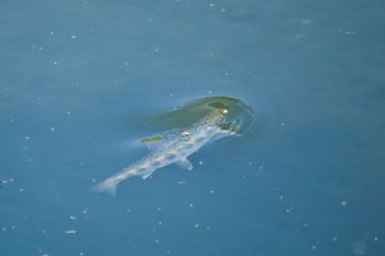 Do rzek i jezior trafia... kokaina. Naukowcy po raz pierwszy o nowym odkryciu