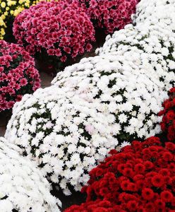 Strajk Kobiet. Nowa inicjatywa protestujących. Chodzi o zamknięte cmentarze