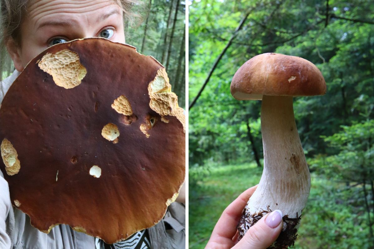 Latem grzyby mogą być zaczerwione