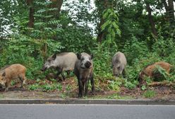 Warszawa. Na torach leżą martwe dziki