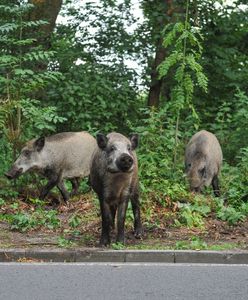 Warszawa. Na torach leżą martwe dziki