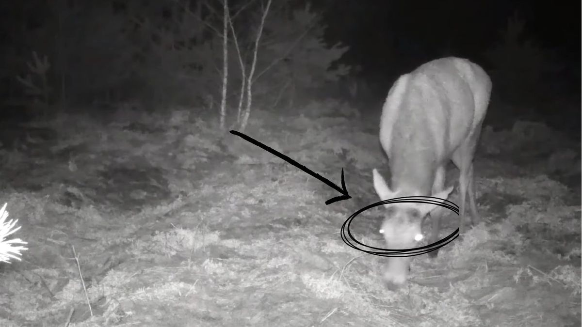 kamera uchwyciła niecodzienny widok