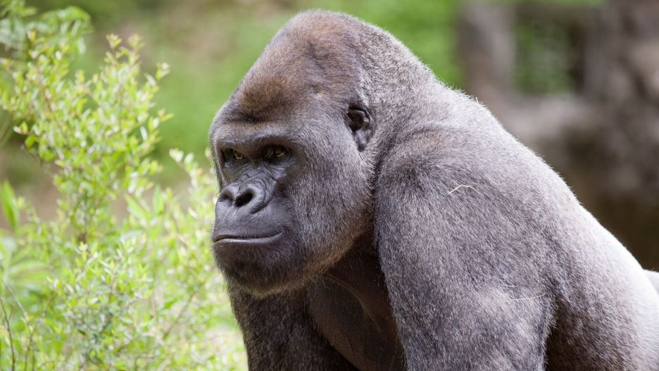 USA. Goryle z koronawirusem w ZOO w Atlancie 