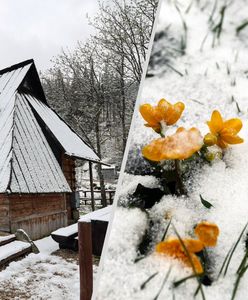 Wróciła zima. Kilka województw na mapie. Zakopane całkowicie białe