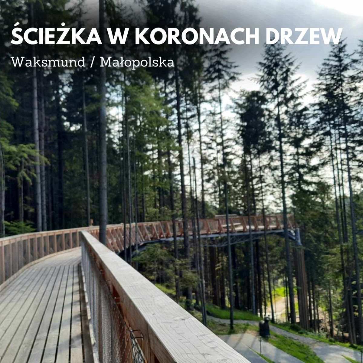 Brama w Gorce: Odkryj magię ścieżki w koronach drzew w Waksmundzie
