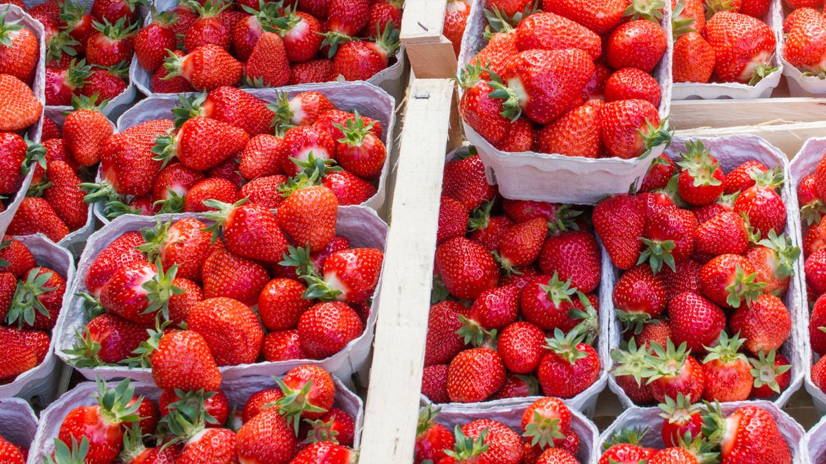 Polskie truskawki zbadane pod kątem zawartości pestycydów