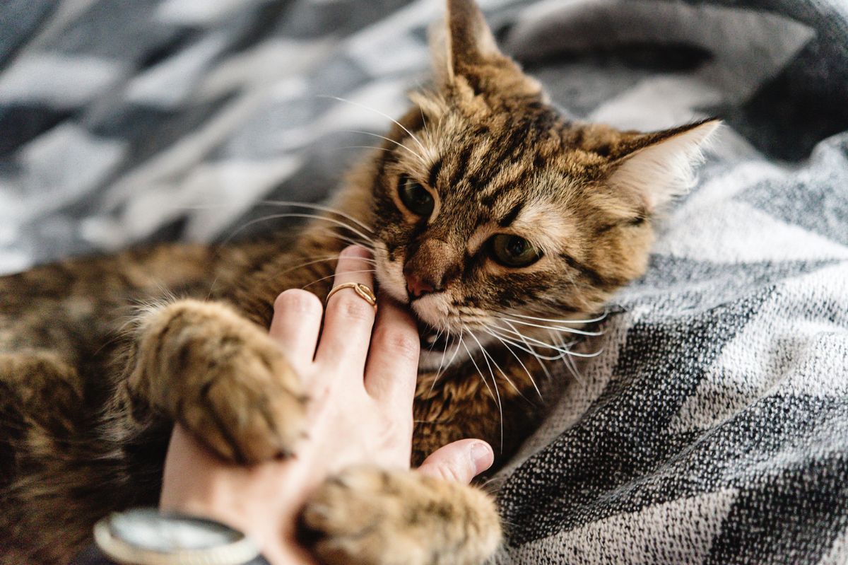 Nibbling during play is an important sign