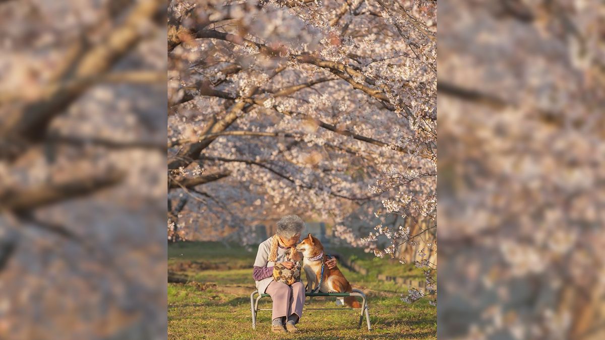 Piękna przyjaźń staruszki i jej psa utrwalona na zdjęciach 1