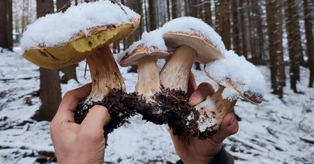 Wielu z nas żyło w błędzie. Leśnicy zachęcają do zimowego grzybobrania