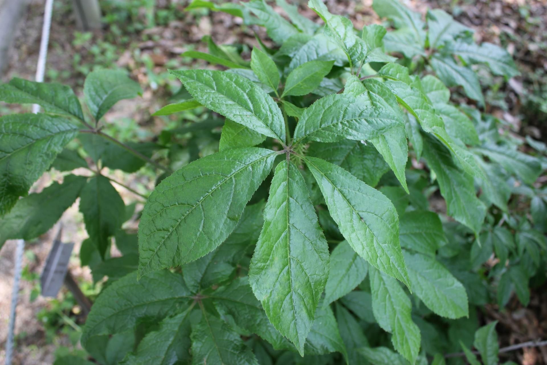 Eleuterokok kolczasty to roślina pochodząca z Dalekiego Wschodu.