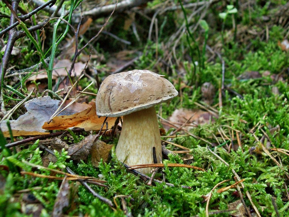 Goryczak żółciowy – jadalny czy trujący? Jak wygląda goryczak żółciowy?