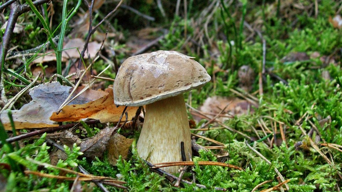 Goryczak żółciowy nie jest grzybem trującym