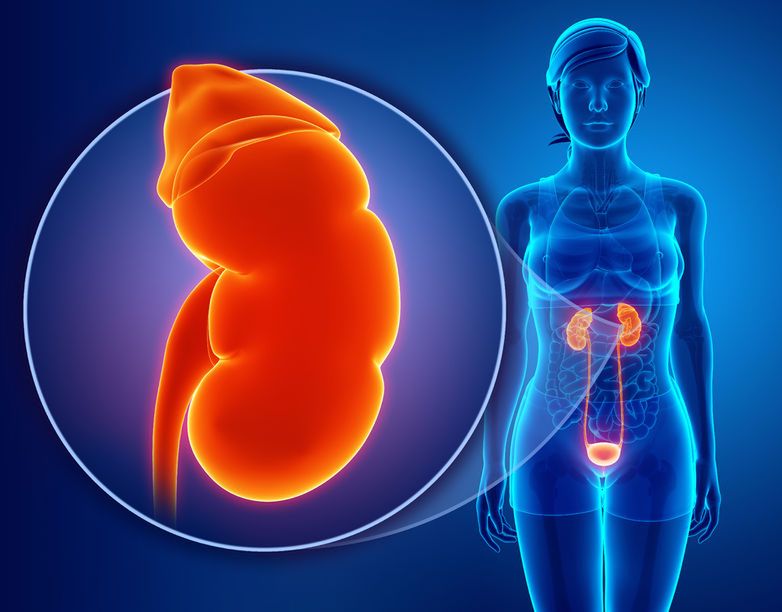 Herbata bazyliowa pozytywnie oddziałuje na układ moczowy