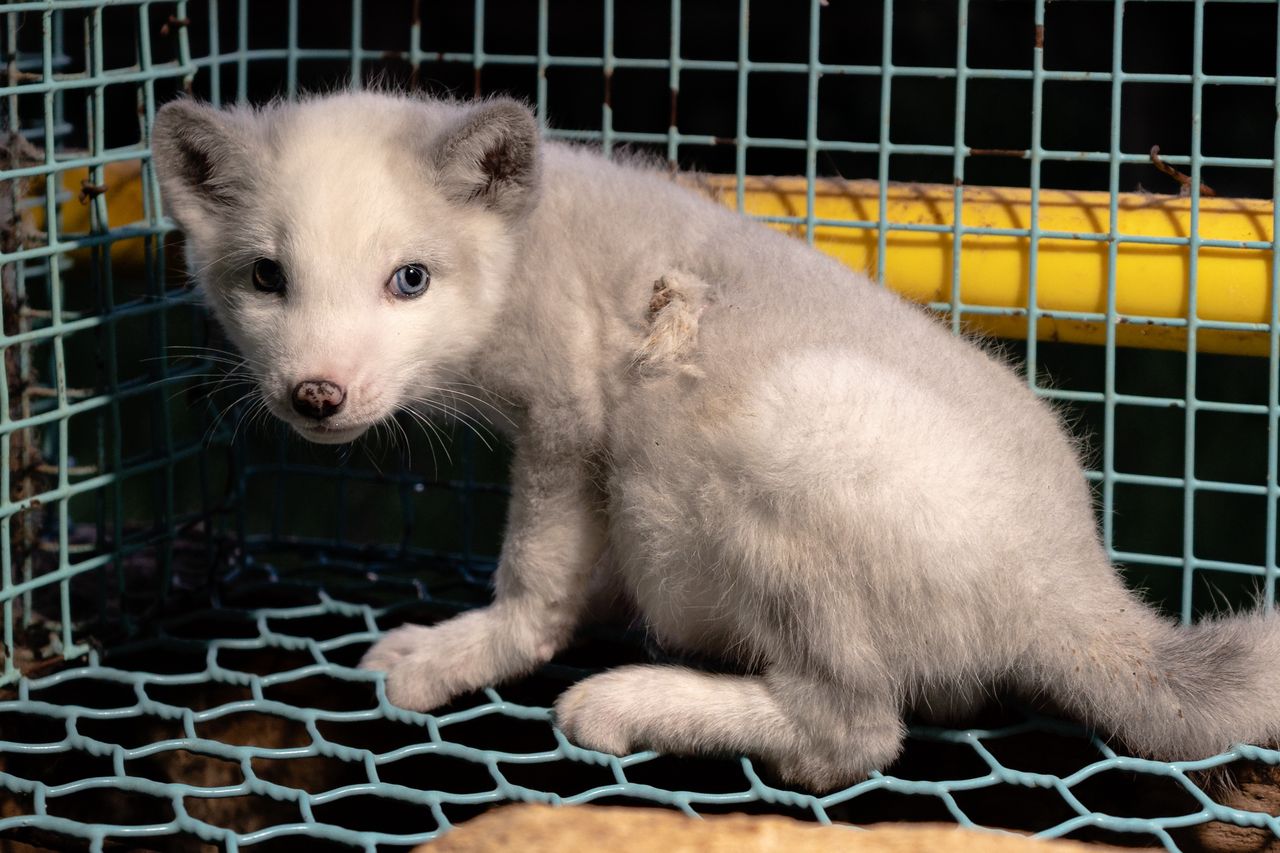 Koniec ferm futerkowych coraz bliżej. Tak mają wyglądać odszkodowania