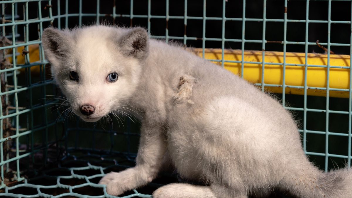 Zakaz ferm futerkowych coraz bliżej
