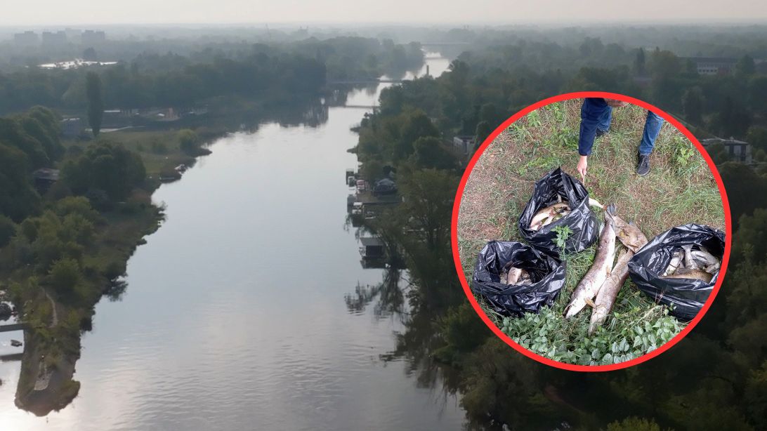  Z Odry wyłowiono 600 kg śniętych ryb