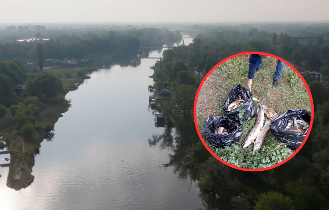 Śnięte ryby ponownie w Odrze. Wyłowiono ich aż 600 kg