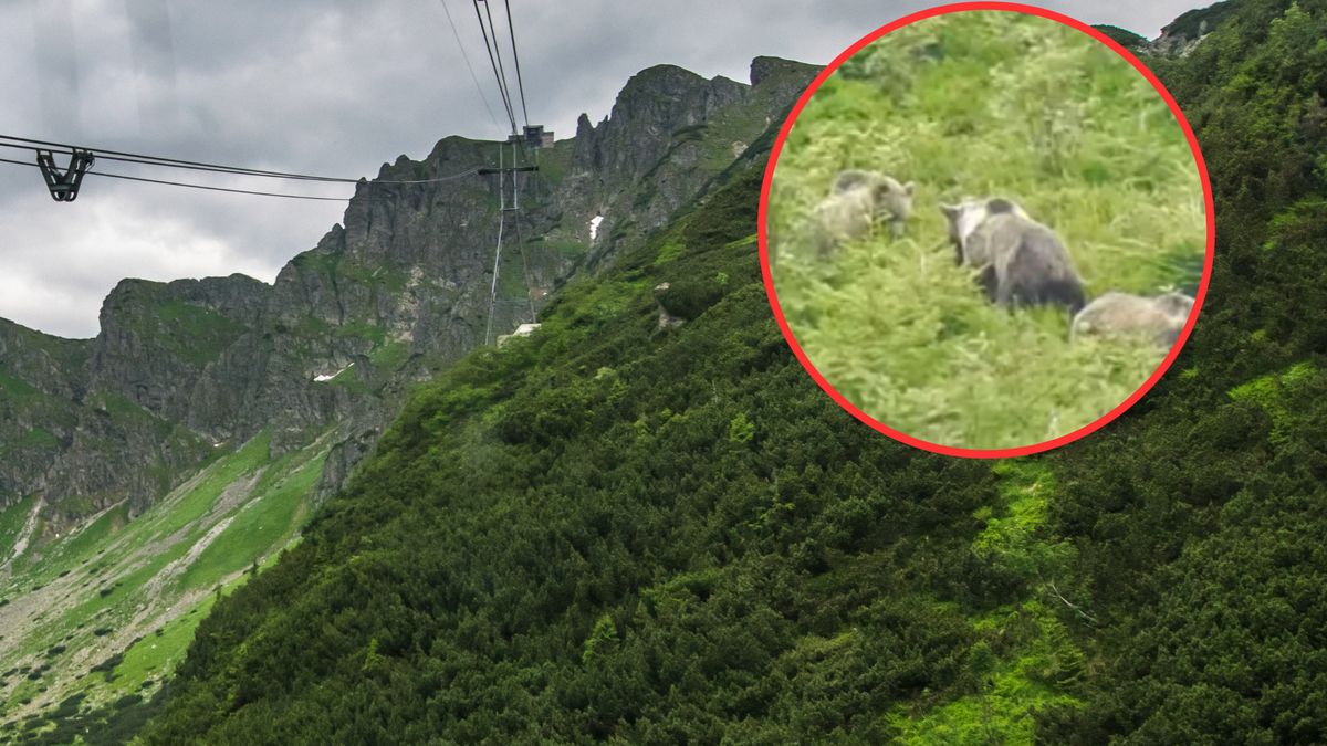 Niedźwiedzia rodzina w obiektywie kamery. Wyjątkowe nagranie z Tatr 