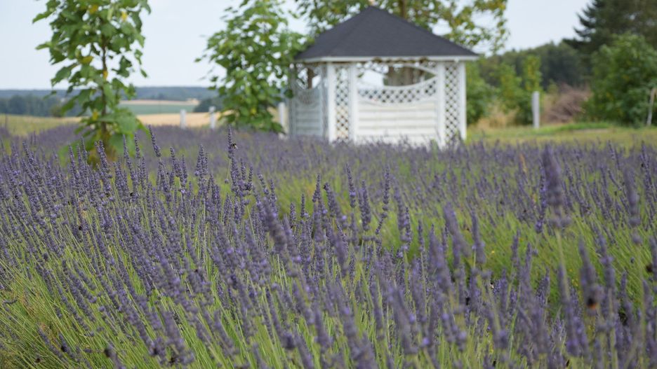 Plantacja Lawendy Lawendowe Dusze w Połęcku