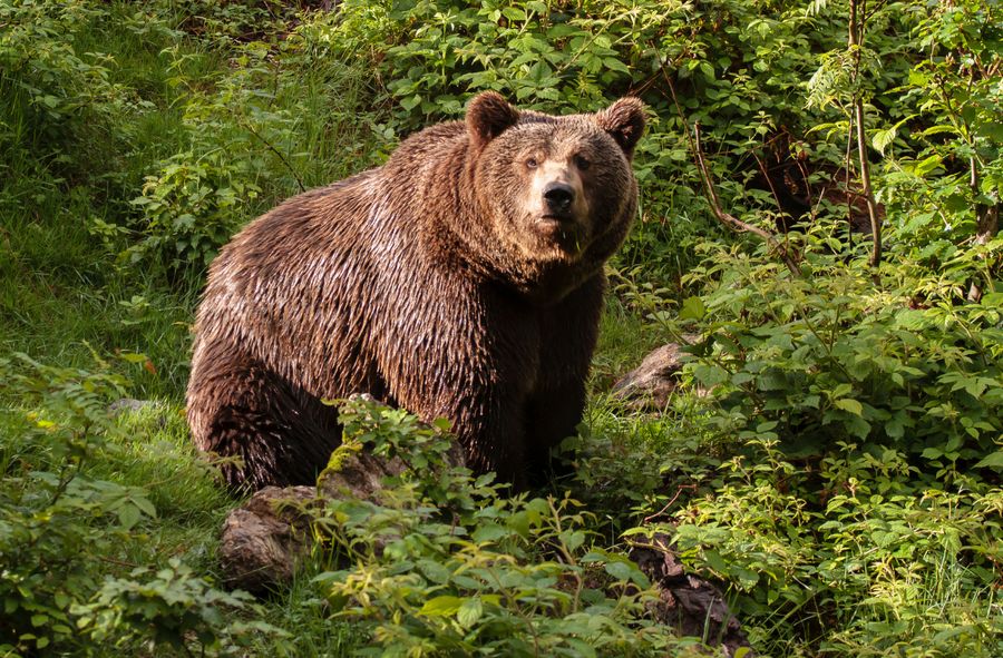 Kobiety wolą utknąć w lesie z niedźwiedziem, niż z obcym mężczyzną