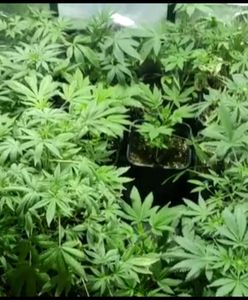 Mazowieckie. 55-latka miała w domu profesjonalną plantację konopi indyjskich