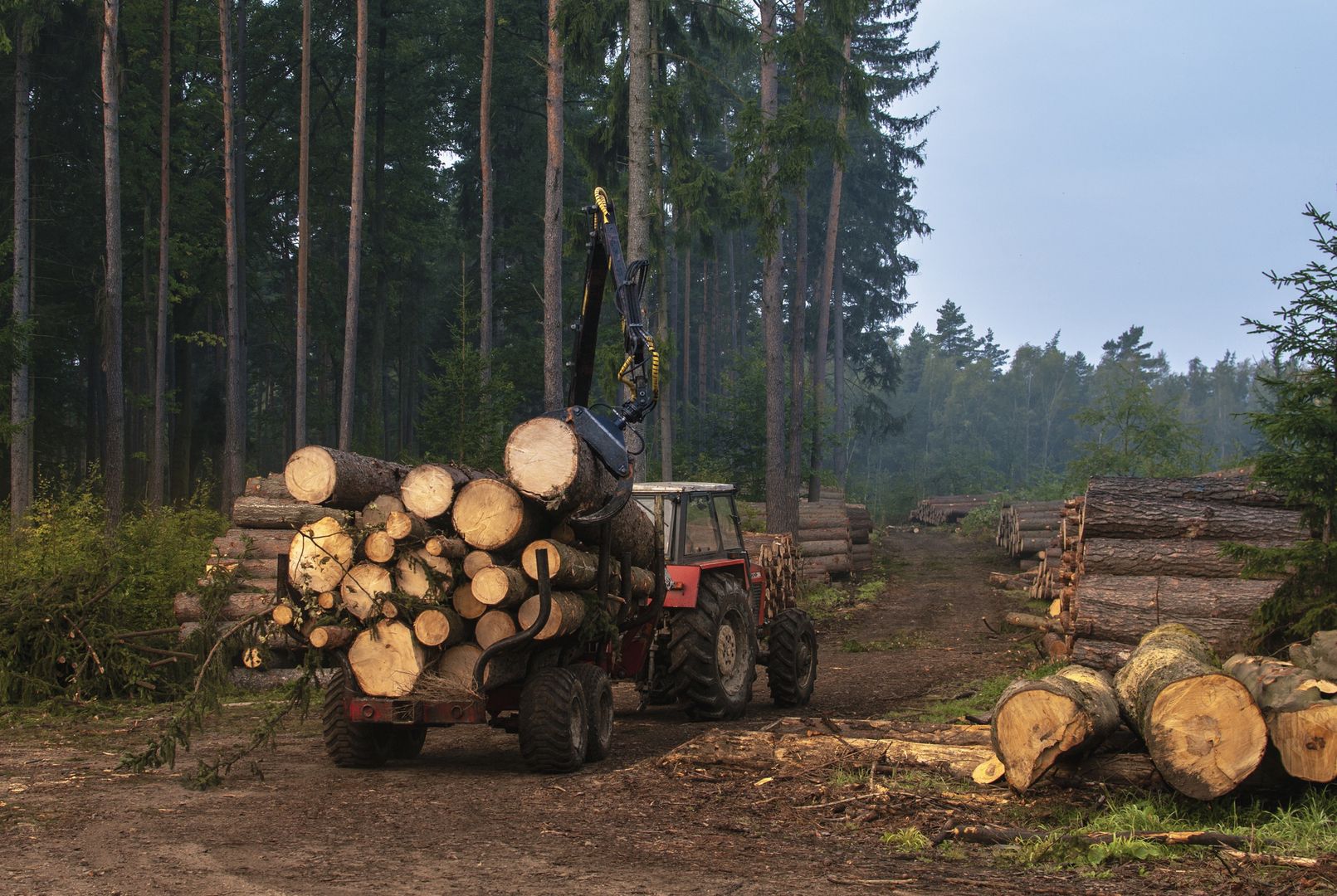 Niemcy wykupują polskie drewno opałowe? Niepokojące doniesienia