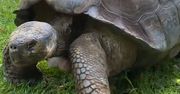 Olbrzymi żółw dostał prezent na 54 urodziny. Natychmiast go zjadł