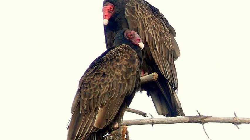 Gdzie pies policyjny nie może, tam poślą... sępa! 1