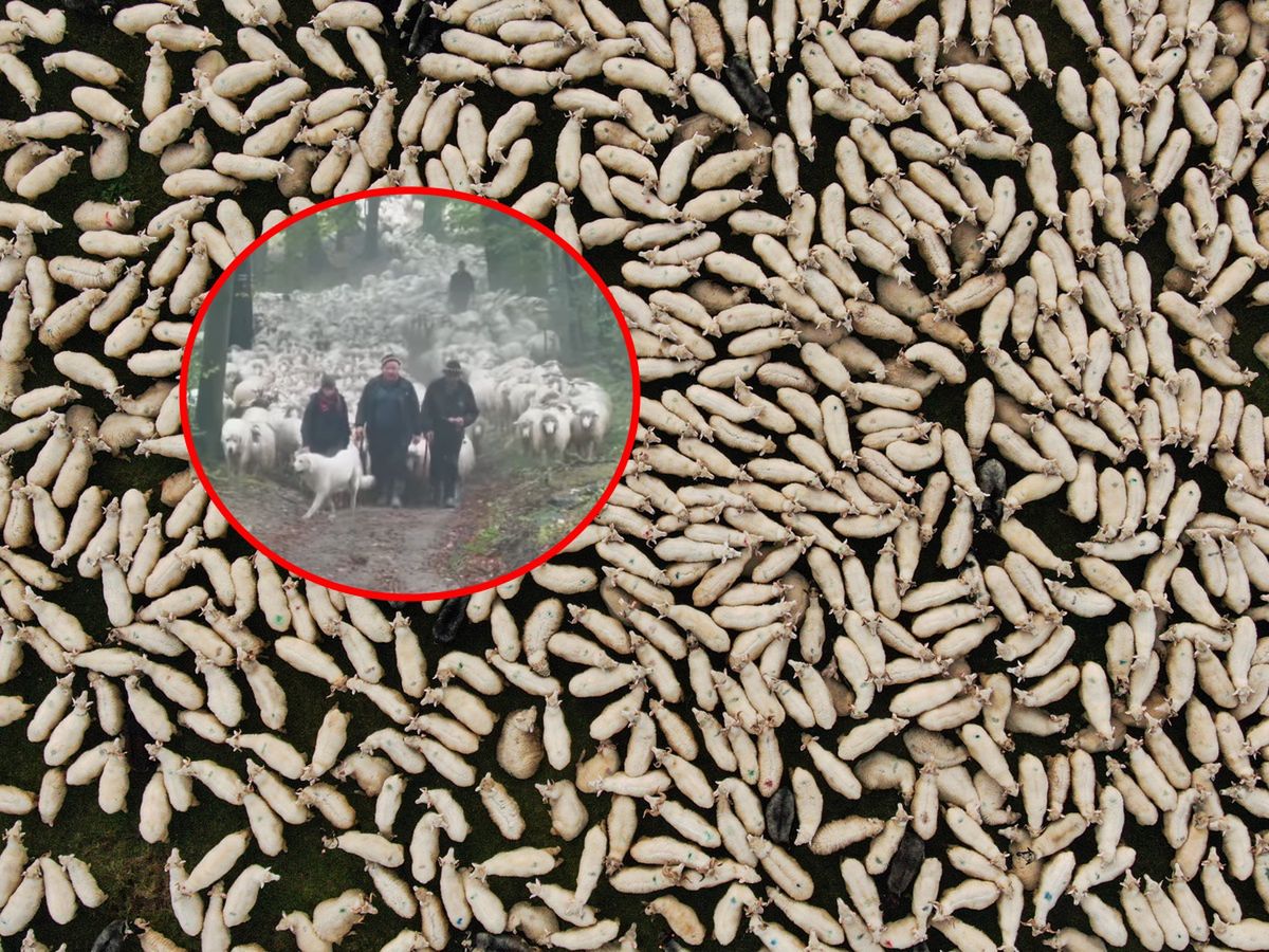 Zaczęło się. Ruszył najbardziej niesamowity redyk w Polsce