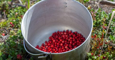 Niedoceniane owoce z polskich lasów. Zmniejsza ryzyko miażdżycy