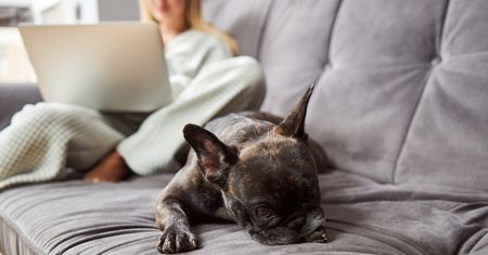 Psy dla kanapowców. 15 ras, które wolą spokojny dom niż maraton po lesie