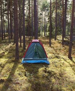 Kilkaset miejsc do nocowania na dziko w polskich lasach. Od 1 maja dostępne w każdym nadleśnictwie